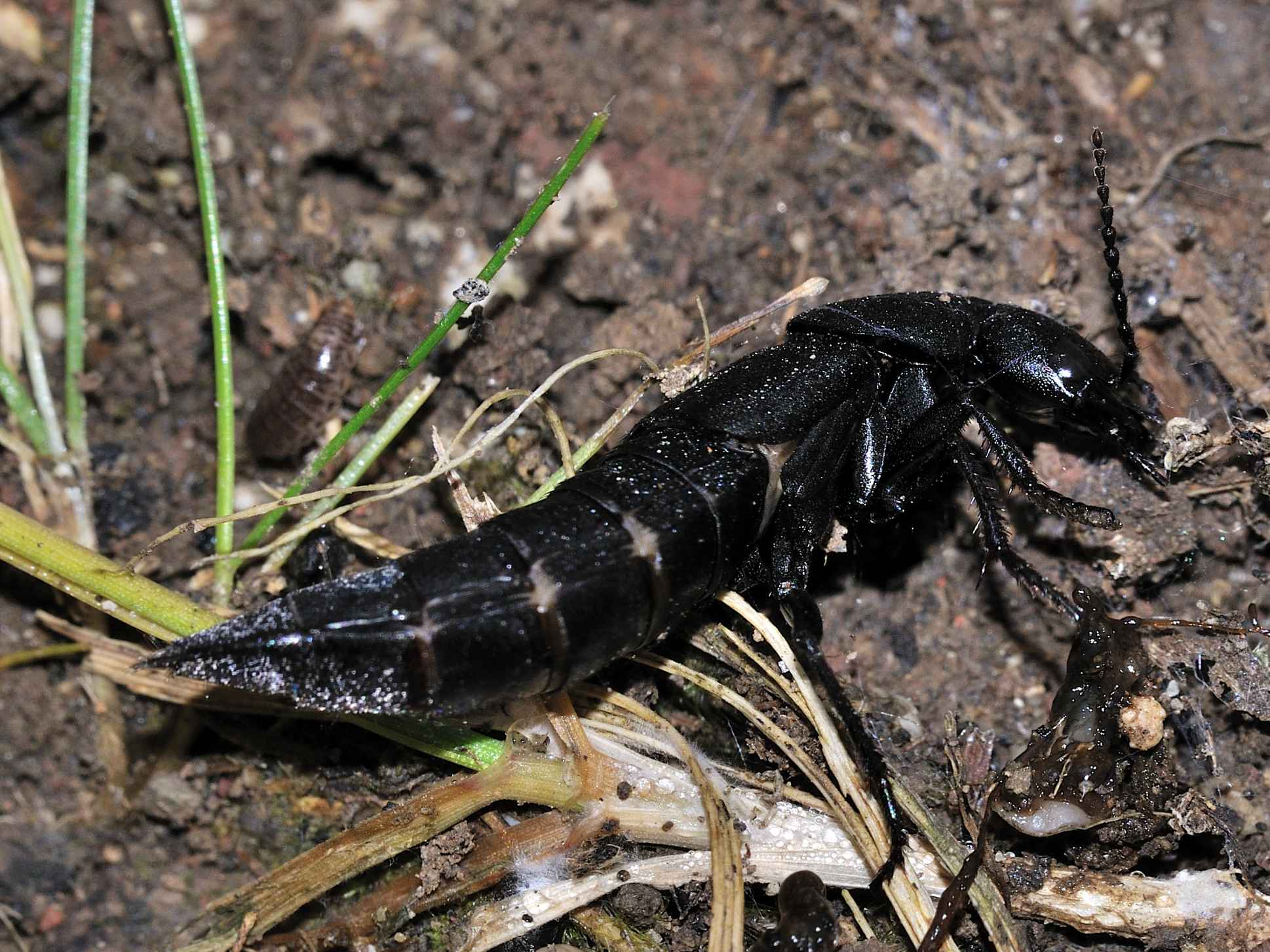 Staphylinidae - Ocipus olens